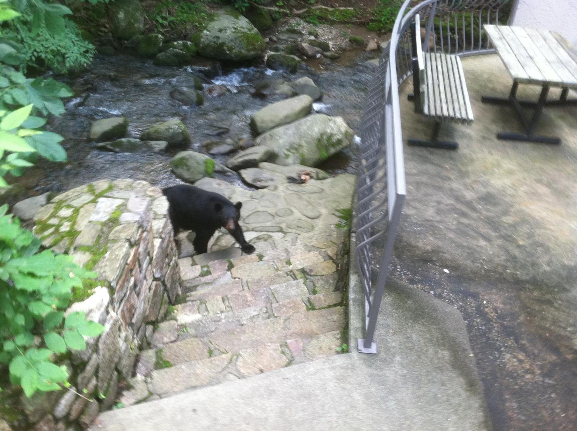 Sidney James Mountain Lodge Gatlinburg Esterno foto